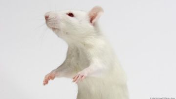 Las ratas tienen ritmo y pueden seguir el compás de Mozart, según nuevo estudio