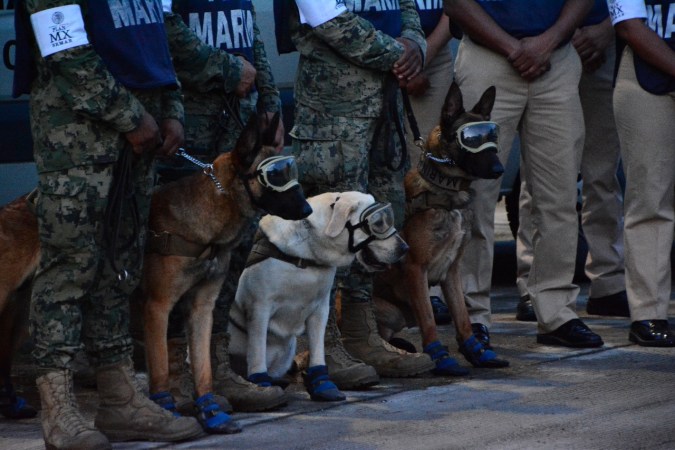 FOTOS: Murió la perrita rescatista Frida; símbolo y heroína de los sismos de 2017 en México