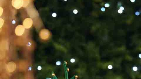 Este año, la inflación tendrá un efecto negativo en el precio de los árboles de Navidad