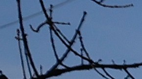 Autopsias revelan que los asesinatos de los estudiantes de Idaho fueron ‘personales’