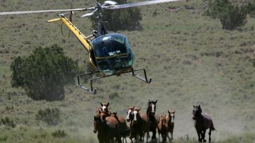 Caballo regresa con su dueño de Utah después de 8 años de haber huido con potros salvajes