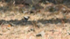 Captan a un león paseando por una zona residencial de México