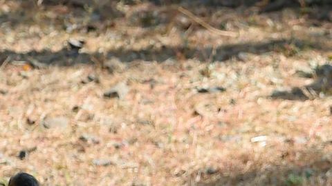 Captan a un león paseando por una zona residencial de México