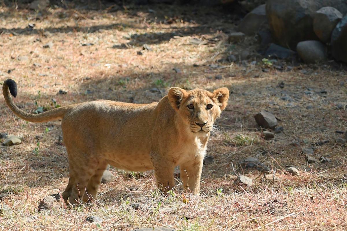 VIDEO: captan a un león paseando por una zona residencial de México - La  Opinión