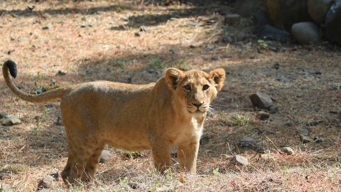 Captan a un león paseando por una zona residencial de México
