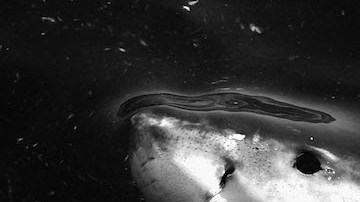 El incidente ocurrió en Hawái, donde una bióloga marina estuvo a punto de meterse al agua cuano un tiburón tigre se acercó con la coca abierta