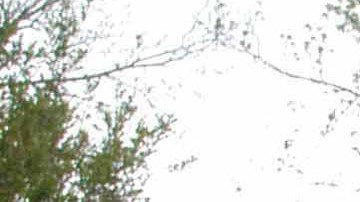 Cuerpo decapitado encontrado después de que un perro fuera visto con un brazo amputado en Mississippi