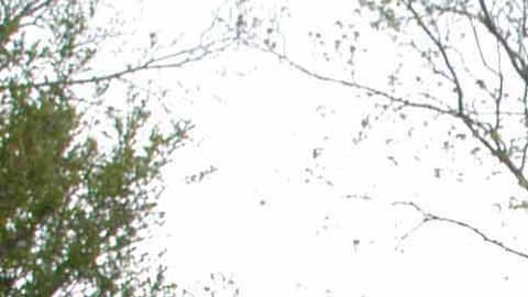 Cuerpo decapitado encontrado después de que un perro fuera visto con un brazo amputado en Mississippi