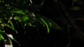 Cuerpos de 4 bebés encontrados en apartamento de Boston