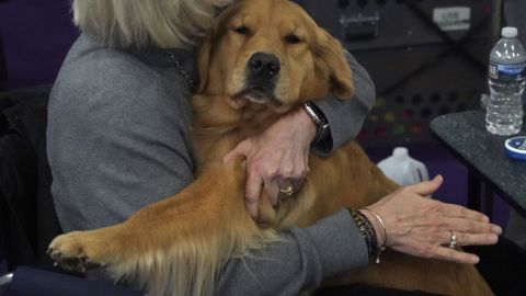 Familia conmociona la red al convertir a su perro en un ‘tapete’