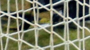 El ex atacante uruguayo le picó un penal a Ghana en Sudáfrica 2010.