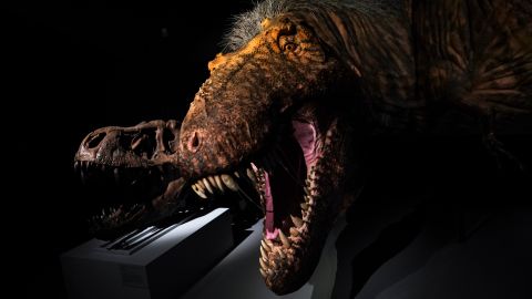 Nueva especie de tiranosaurio podría ser el "eslabón perdido" en la evolución del T. rex