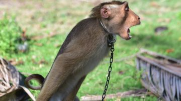 Acusan a HelloFresh usar leche de coco obtenida del trabajo de monos en Tailandia
