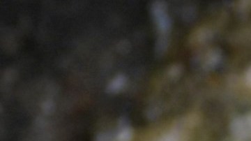 Estudio sobre monos reaviva el debate ético sobre la experimentación y crueldad con animales