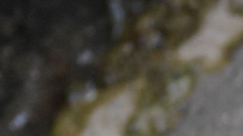 Estudio sobre monos reaviva el debate ético sobre la experimentación y crueldad con animales