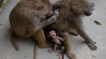 Estudio sobre monos reaviva el debate ético sobre la experimentación y crueldad con animales