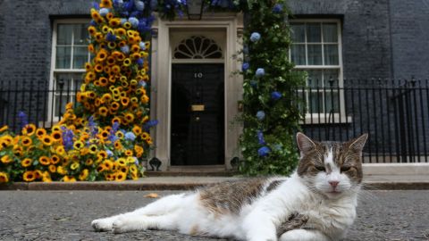 A sus casi 27 años, la gata Flossie es señalada como la más vieja del mundo; equivale a 120 años humanos