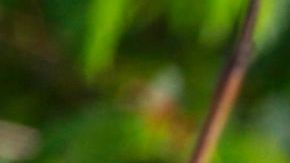 VIDEO: Bebé elefante interrumpe a reportero durante transmisión en vivo en Kenia