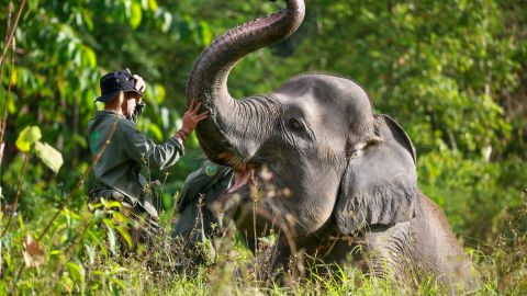 VIDEO: Bebé elefante interrumpe a reportero durante transmisión en vivo en Kenia