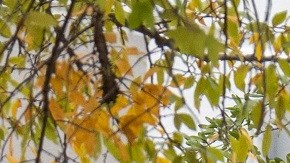 El voto latino es considera clave, pero los partidos no han sabido cómo acercarse a los electores.