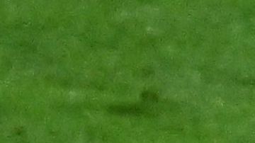 El defensor Kamal Miller tuvo culpa en el cuarto gol de Croacia en la goleada sobre Canadá en el Mundial Qatar 2022.