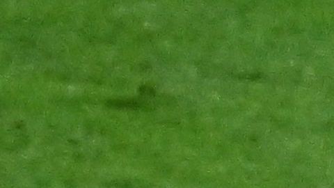 El defensor Kamal Miller tuvo culpa en el cuarto gol de Croacia en la goleada sobre Canadá en el Mundial Qatar 2022.