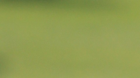 Messi pisando un balón en el último entrenamiento de Argentina en Qatar.