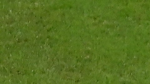 Edson Álvarez celebrando el gol de Henry Martín ante Arabia Saudita.