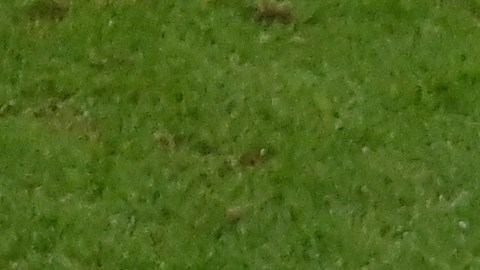 Luis Chávez celebrando su gol ante Arabia Saudita en Qatar 2022.