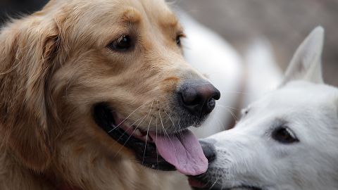 EAST MASSAPEQUA, NY - JULY 19: Dogs play in the Massapequa Dog Park on July 19, 2014 in East Massapequa, New York. (Photo by Bruce Bennett/Getty Images)