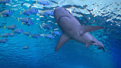 VIDEO: Captan en Nueva Zelanda a tiburón "volador", enorme ejemplar sorprende a pescadores al caer en la cubierta