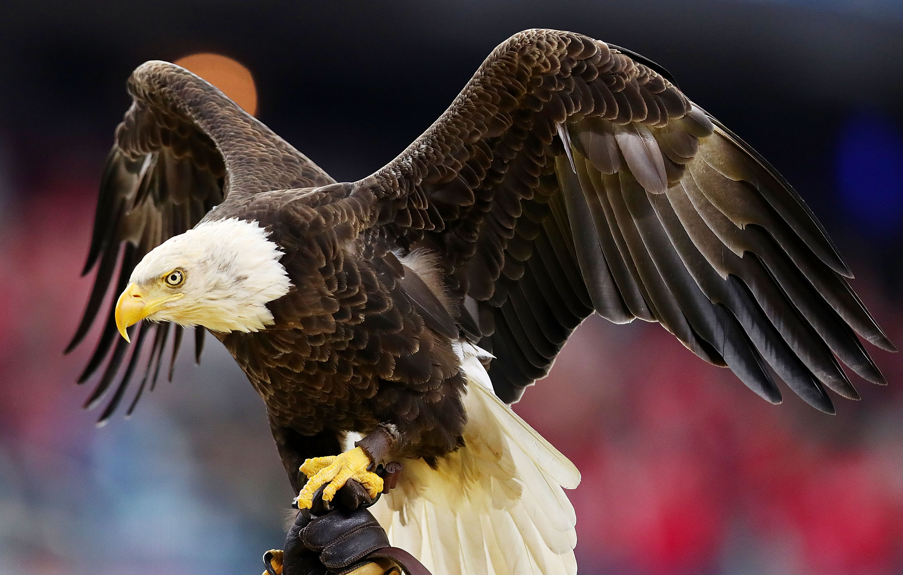 Reward released for those responsible for killing two bald eagles in Texas
