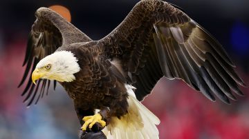 Autoridades de Texas ofrecen recompensa por los responsables de matar a 2 águilas calvas
