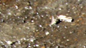 Extorsionador se mutila el brazo al explotarle una bomba casera en Perú