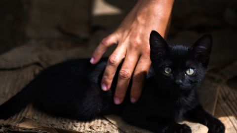 A los gatos se le es quiso culpar por la peste bubónica.