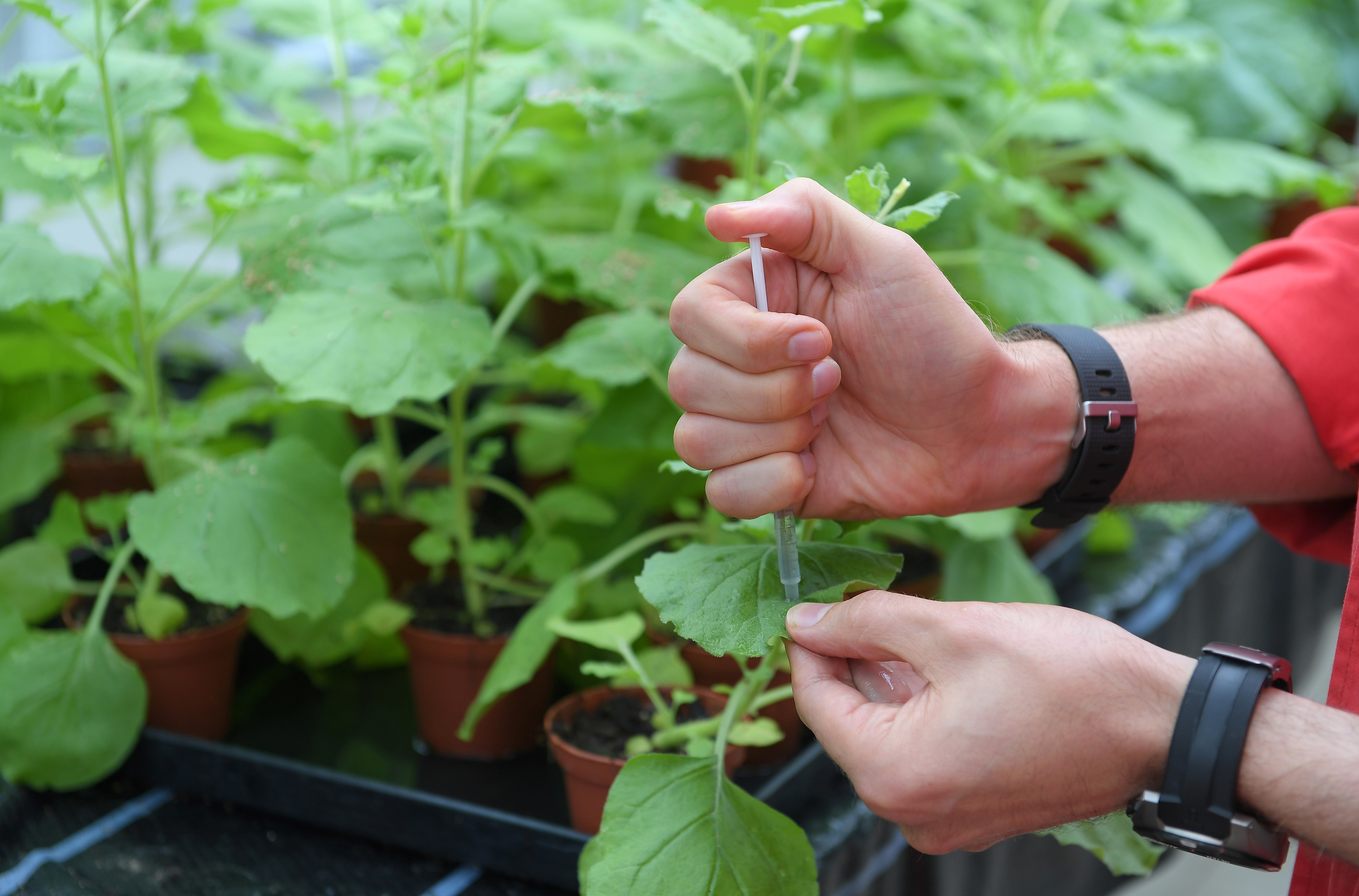 Scientists manage to synthesize cocaine from a genetically modified tobacco plant