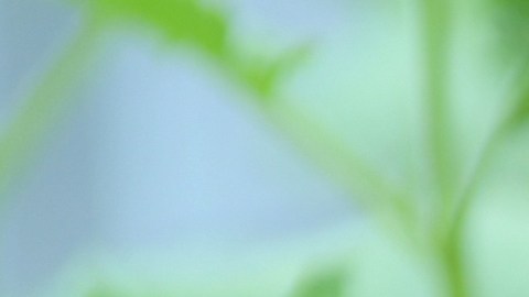 Científicos logran sintetizar cocaína a partir de una planta de tabaco genéticamente modificada