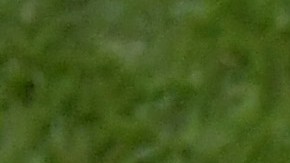 Javier 'Chicharito' Hernández durante su participación con México en el Mundial de Rusia 2018.