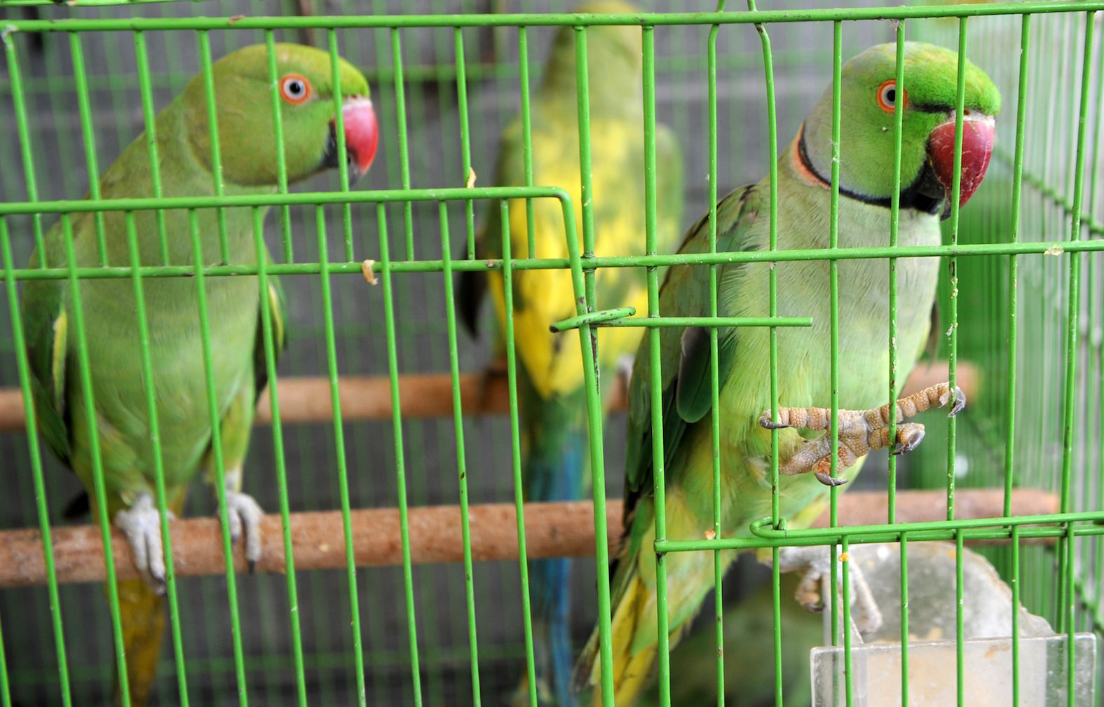 VIDEO: compra todos los pericos de una tienda para en la calle - Opinión