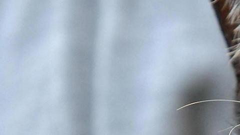 La 'Liga de la justicia gatuna’ conquista TikTok con sus disfraces