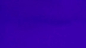 Loro caba con las ilusiones de un fan de Bad Bunny