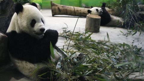 Muere Tuan Tuan, el panda símbolo de paz entre China y Taiwán