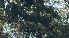 El Charro González llegó a Long Beach para el festival y desfile de Día de Muertos. (Jacqueline García/La Opinión)