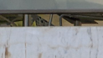 El 23 de noviembre del 2022 hizo el juramento para obtener la ciudadanía estadounidense. (Jacqueline García/La Opinión)