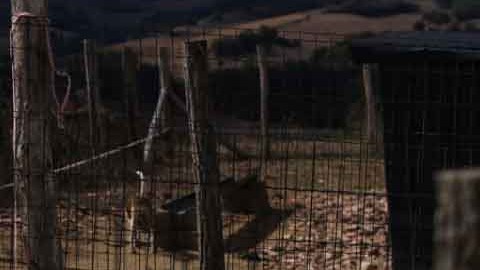 Un menor de edad dormía en una perrera soportando temperaturas bajo cero