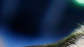 Perrito pug que ‘perrea’ conquista TikTok