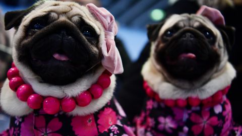 Perrito pug que ‘perrea’ conquista TikTok