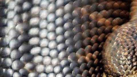 Los ejemplares de pitón son una especie invasiva para el ecosistema donde habitan