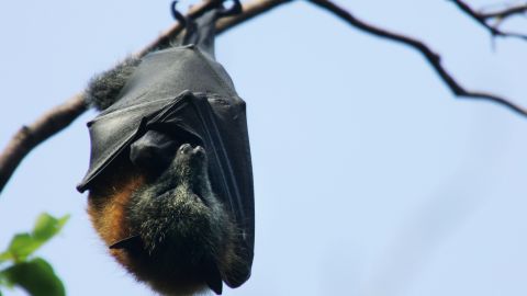 Preservar el hábitat de los animales podría prevenir futuras pandemias, según un estudio