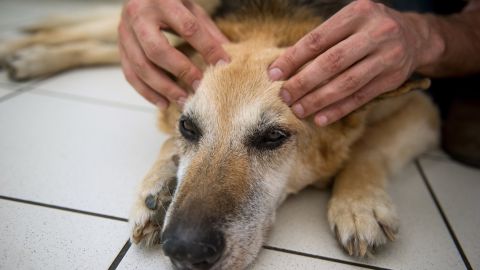 VIDEO: Quiropráctico de perros sorprende con su técnica de alivio para mascotas